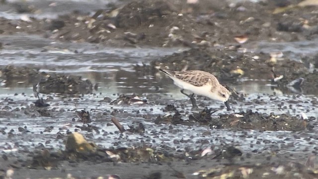 Spoon-billed Sandpiper - ML615740866