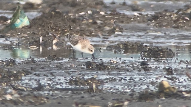 Spoon-billed Sandpiper - ML615740867