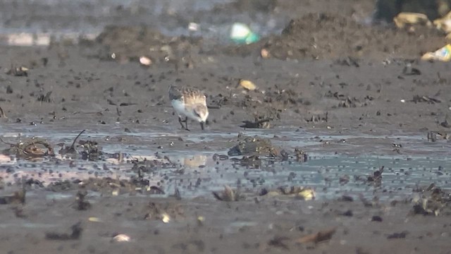 Spoon-billed Sandpiper - ML615740868