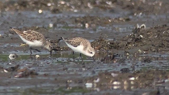 Spoon-billed Sandpiper - ML615740885