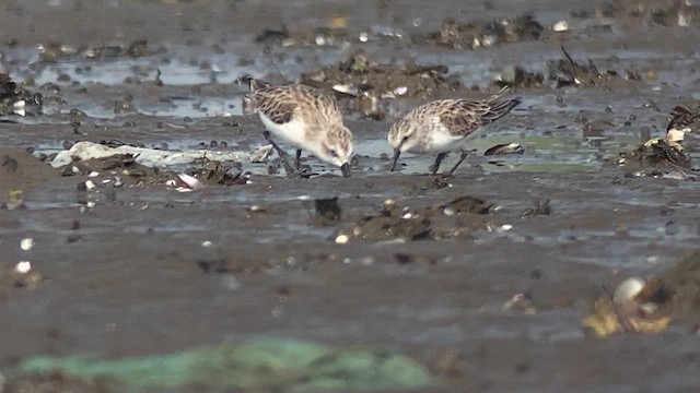 Spoon-billed Sandpiper - ML615740886