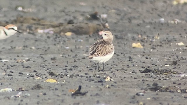 Spoon-billed Sandpiper - ML615740887