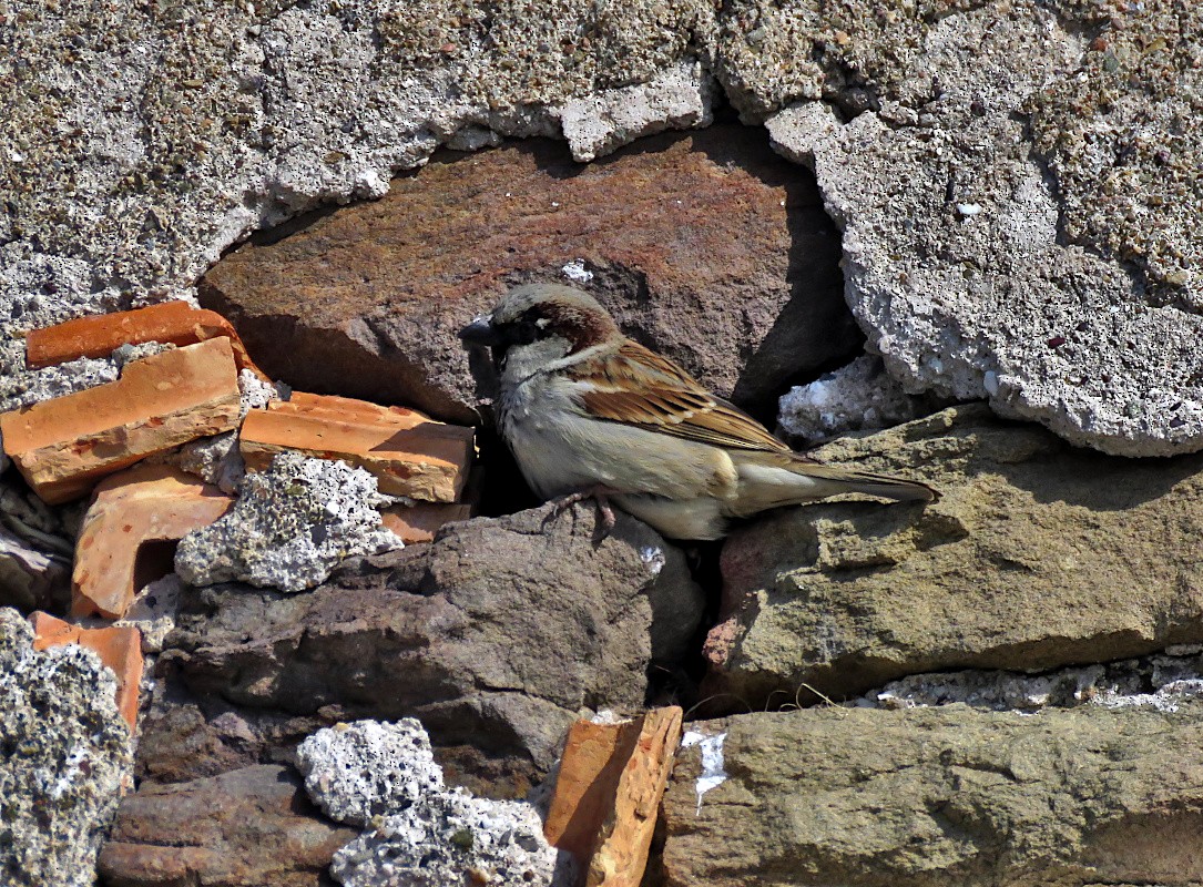 House/Spanish Sparrow - ML615740917