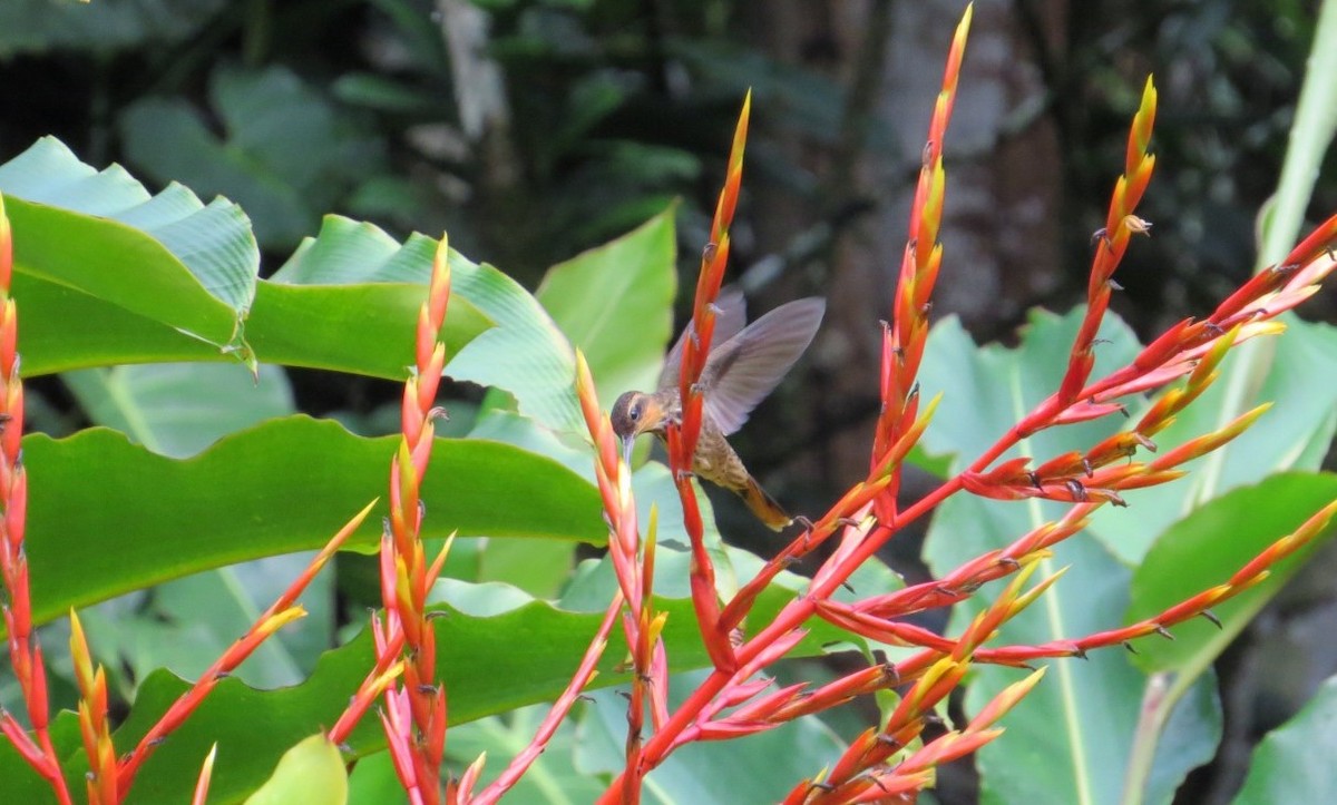 Saw-billed Hermit - ML615740923