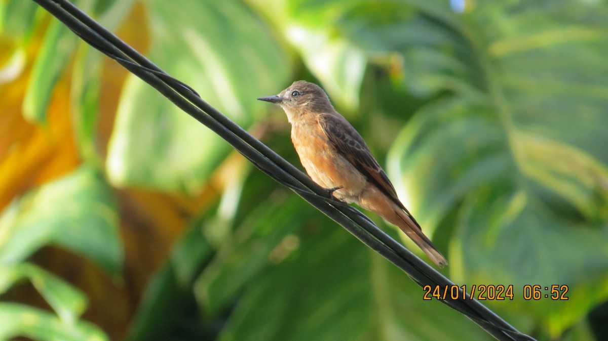 Cliff Flycatcher - ML615740925