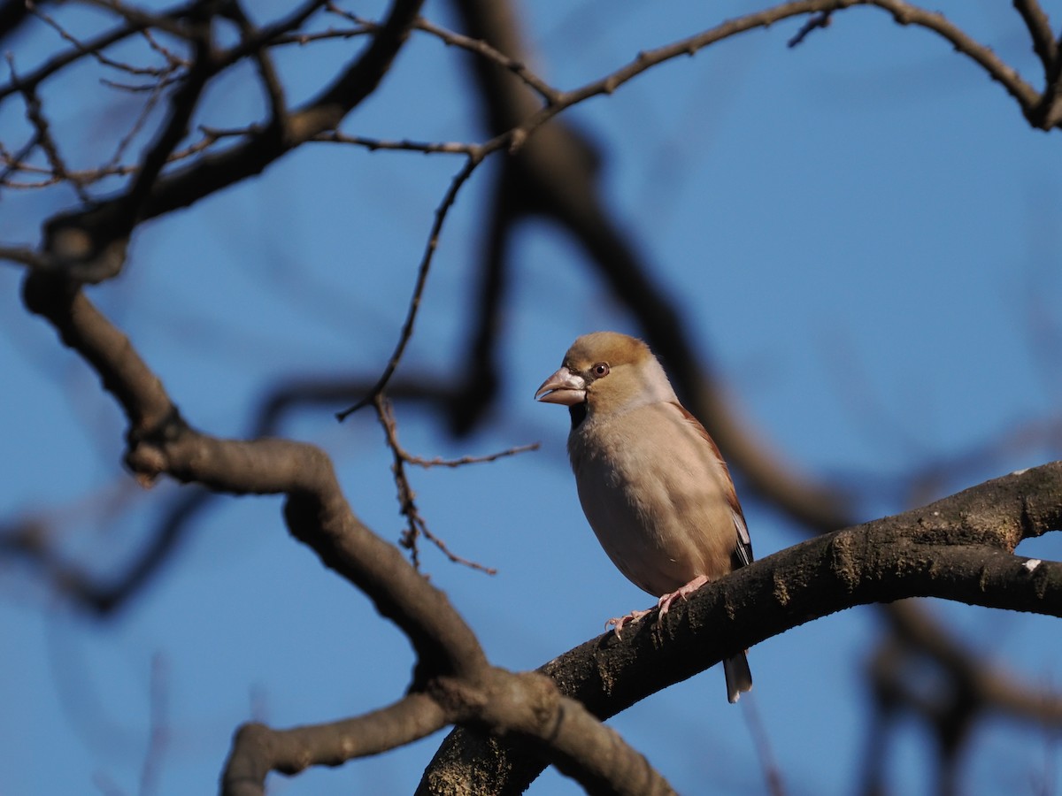 Hawfinch - Inazoh 🍻