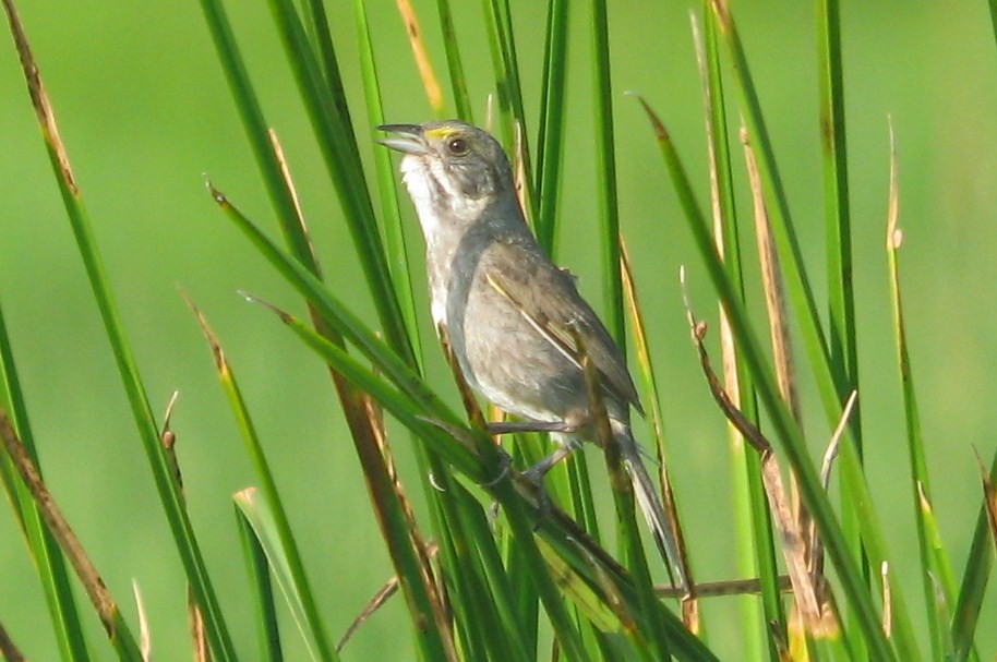 Seaside Sparrow - Jeff Culler