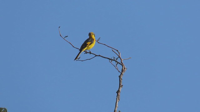 Minivet Escarlata - ML615741008