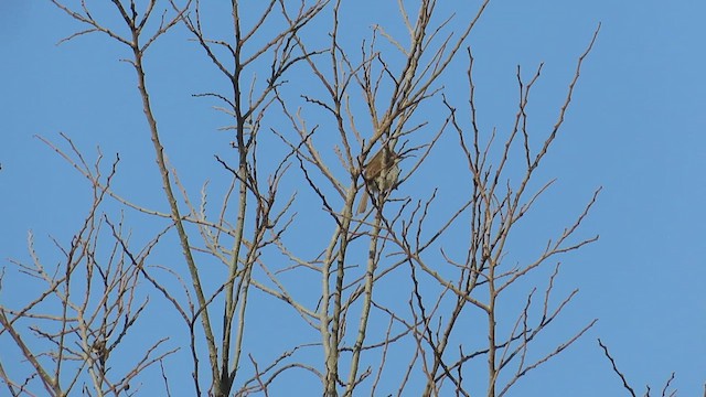 Gray-breasted Prinia - ML615741042