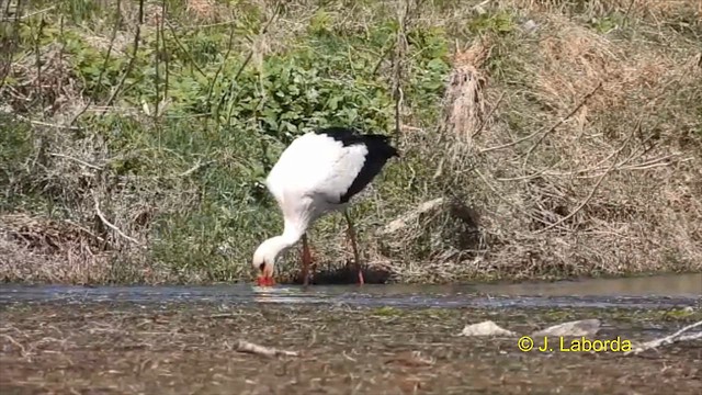 White Stork - ML615741057