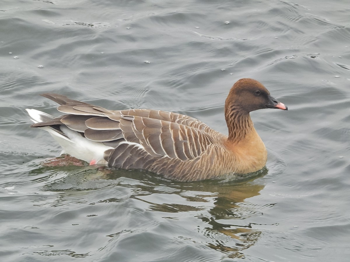 Pink-footed Goose - ML615741102