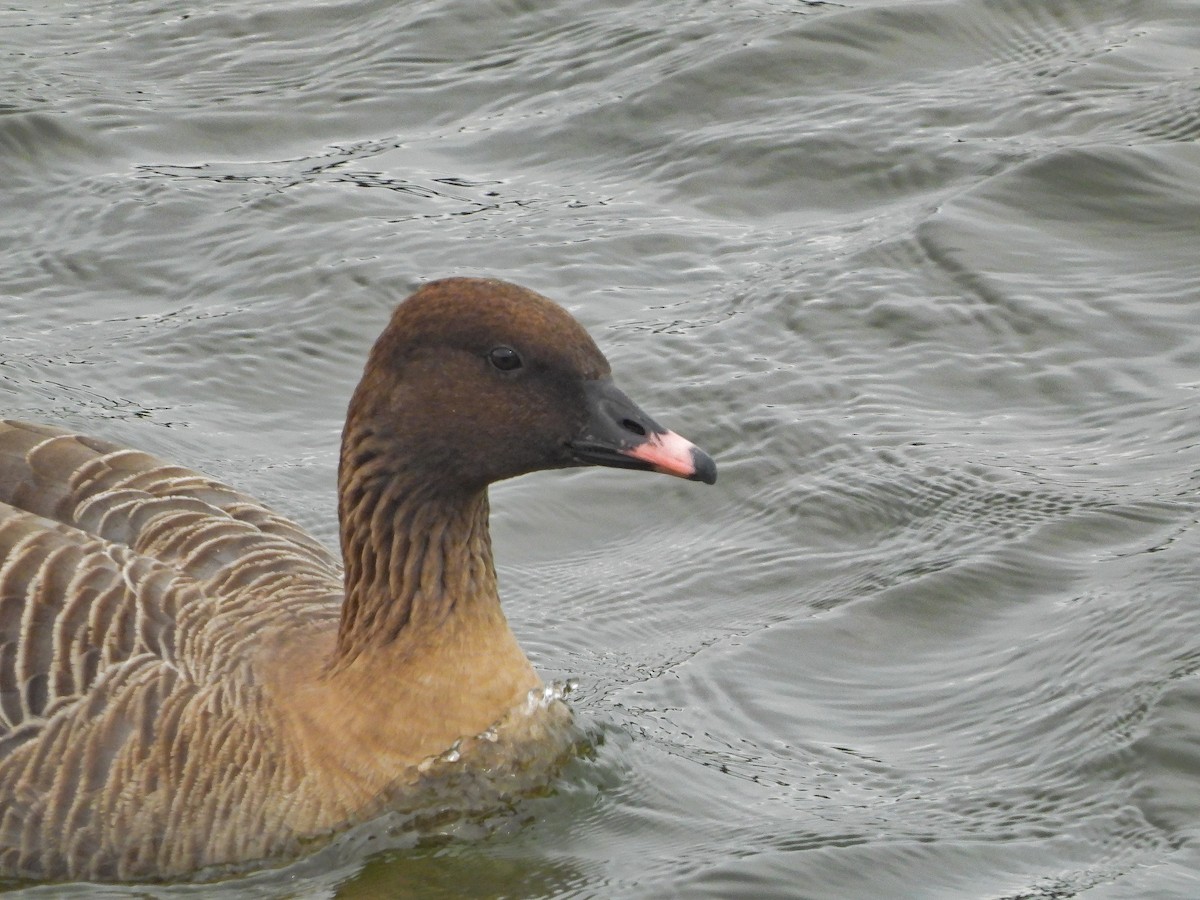 Pink-footed Goose - ML615741104