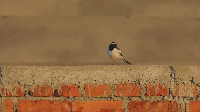 White-browed Wagtail - ML615741205