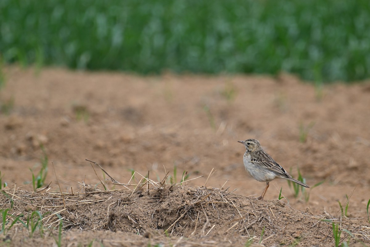 Richard's Pipit - Ting-Wei (廷維) HUNG (洪)