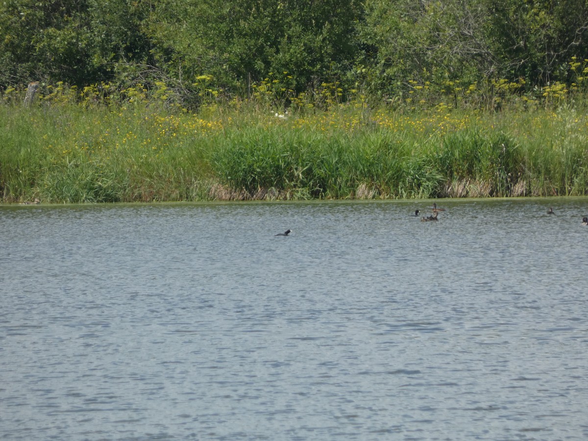 American Coot - ML615741315