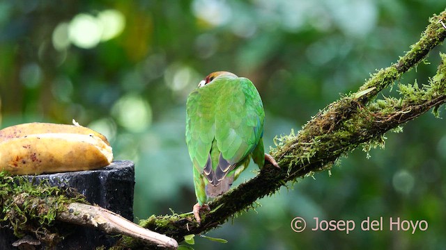 Brown-hooded Parrot - ML615741324