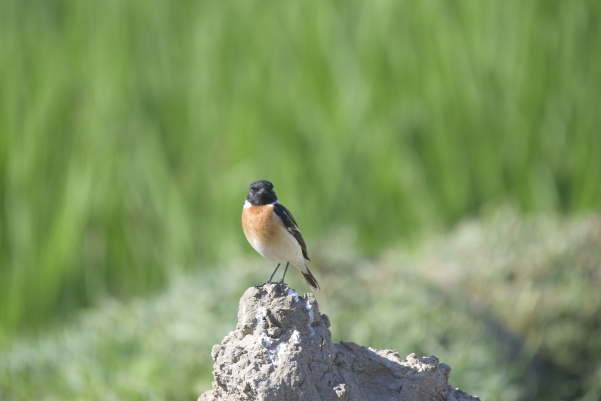 Siberian Stonechat - Rudrasinh Chauhan