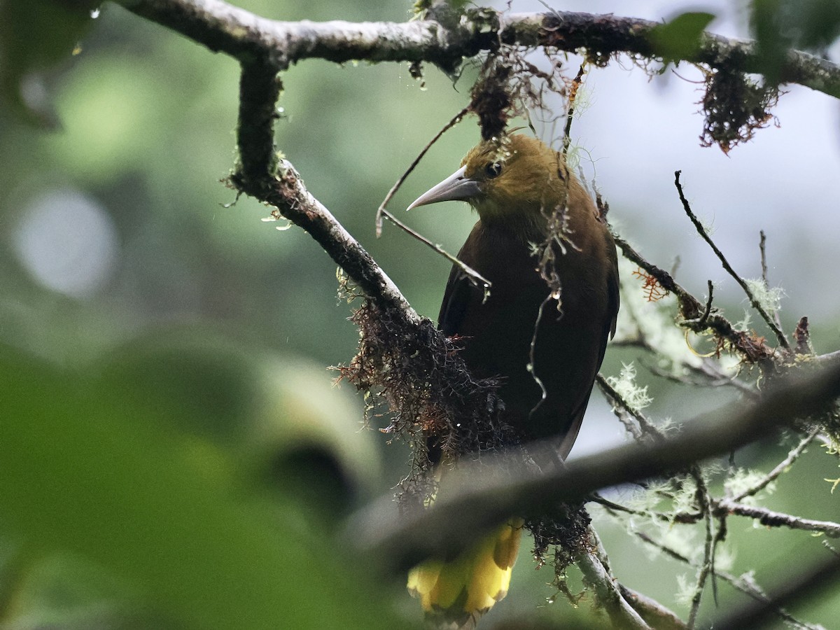Russet-backed Oropendola (Russet-backed) - Gabriel Willow