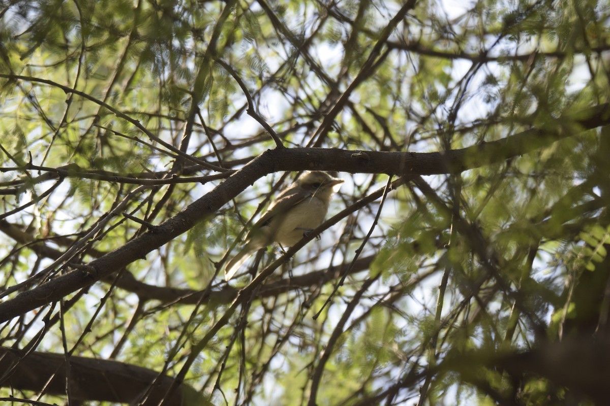 Common Woodshrike - Rudrasinh Chauhan