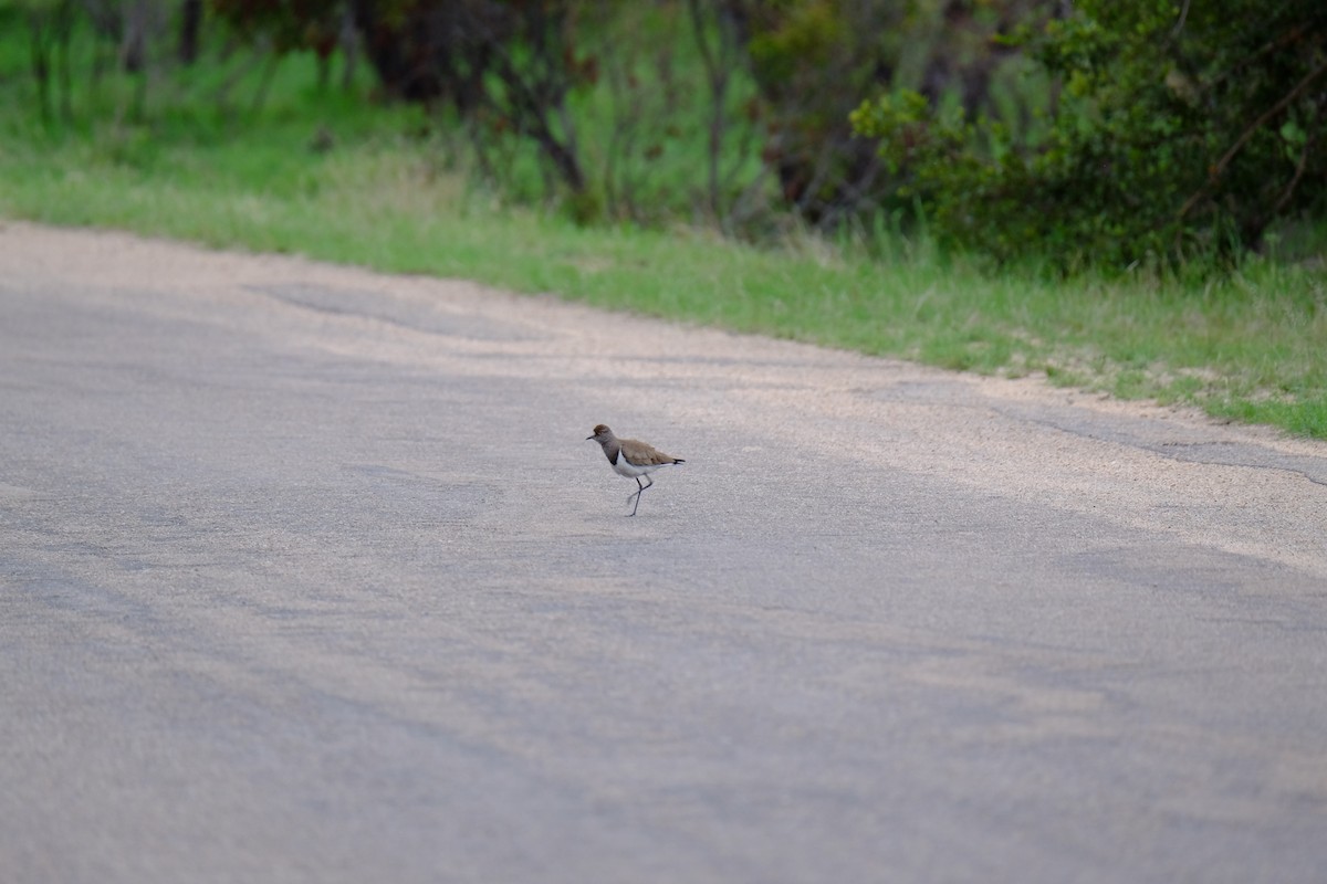 Senegal Lapwing - ML615741426