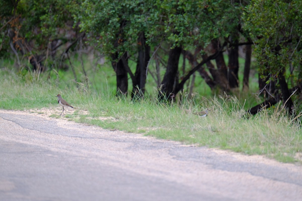 Senegal Lapwing - ML615741427