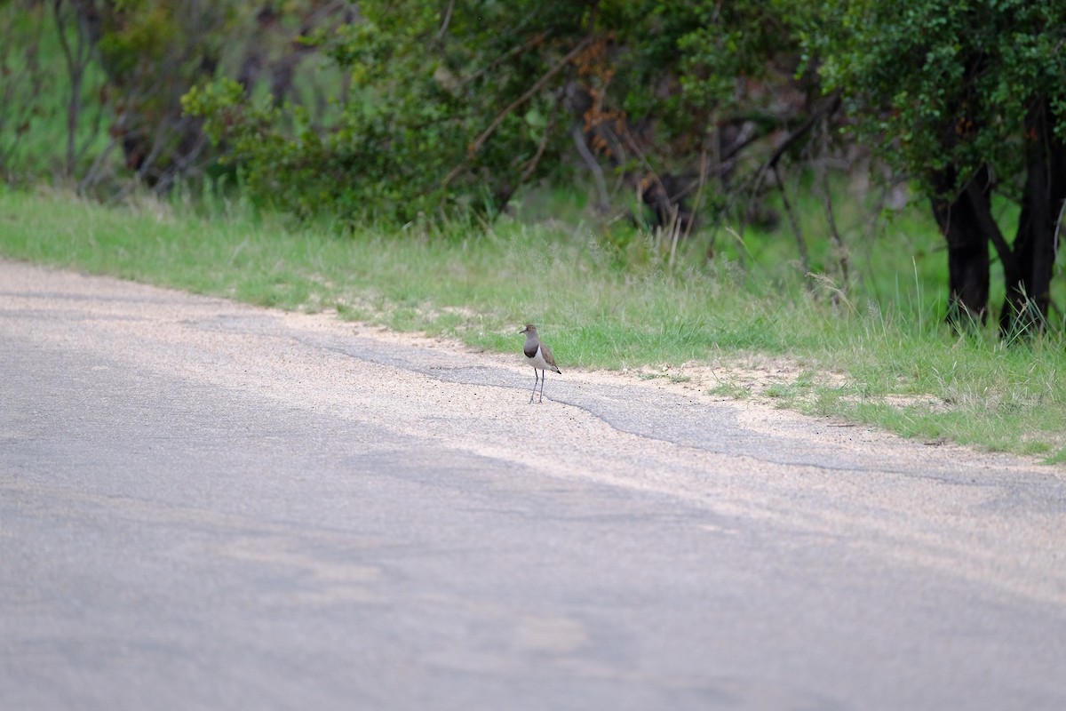 Senegal Lapwing - ML615741429