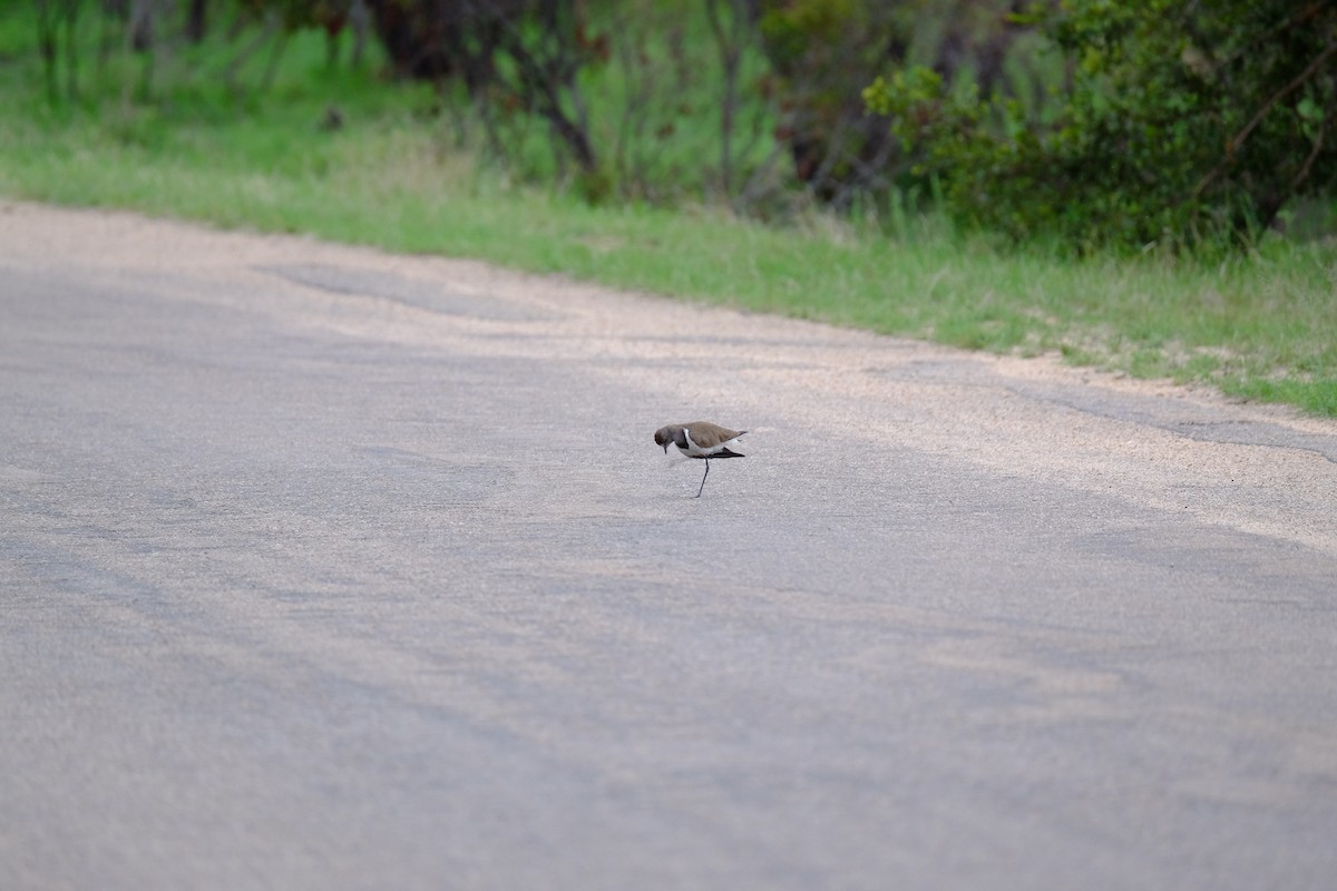 Senegal Lapwing - ML615741430