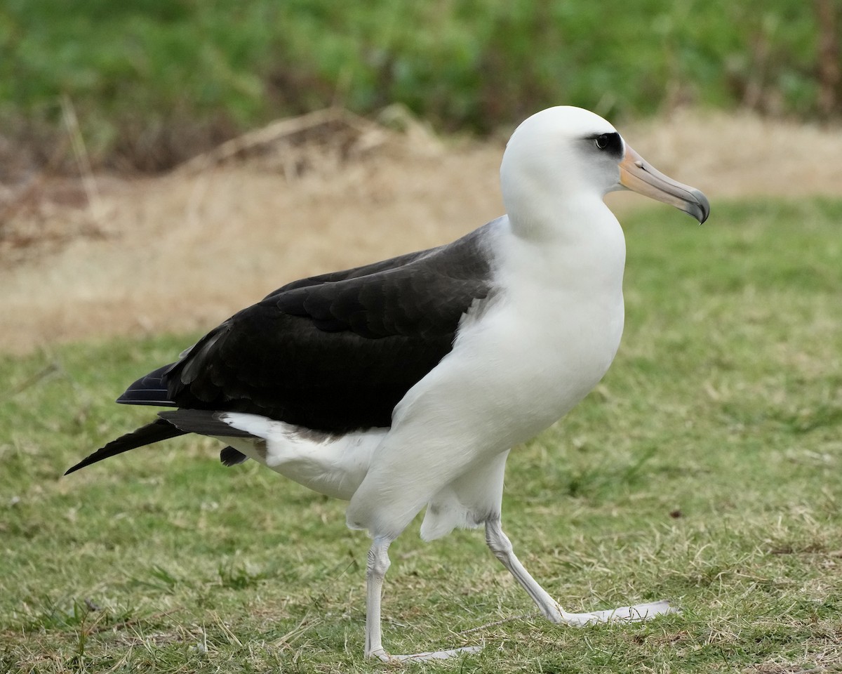 Laysan Albatross - Charlene Fan