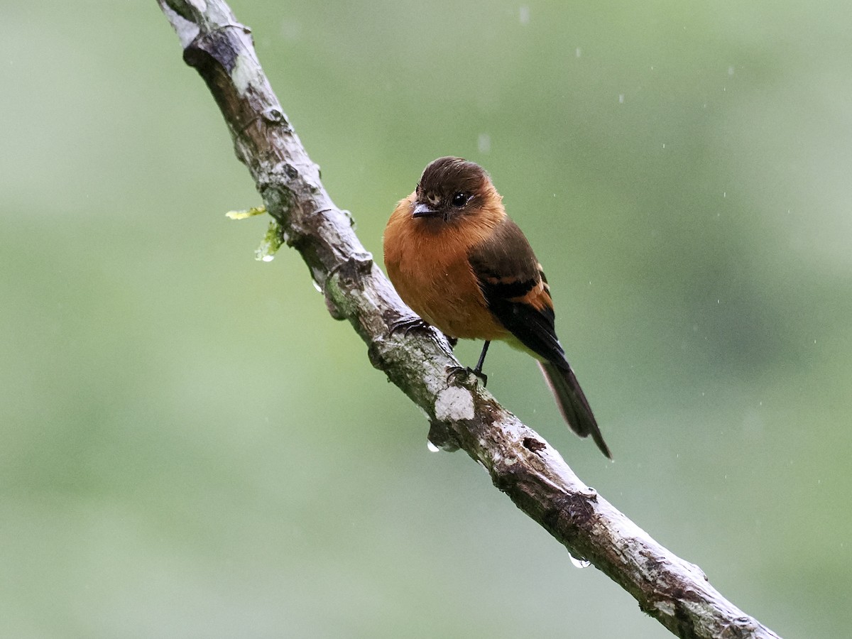 Cinnamon Flycatcher (Andean) - Gabriel Willow