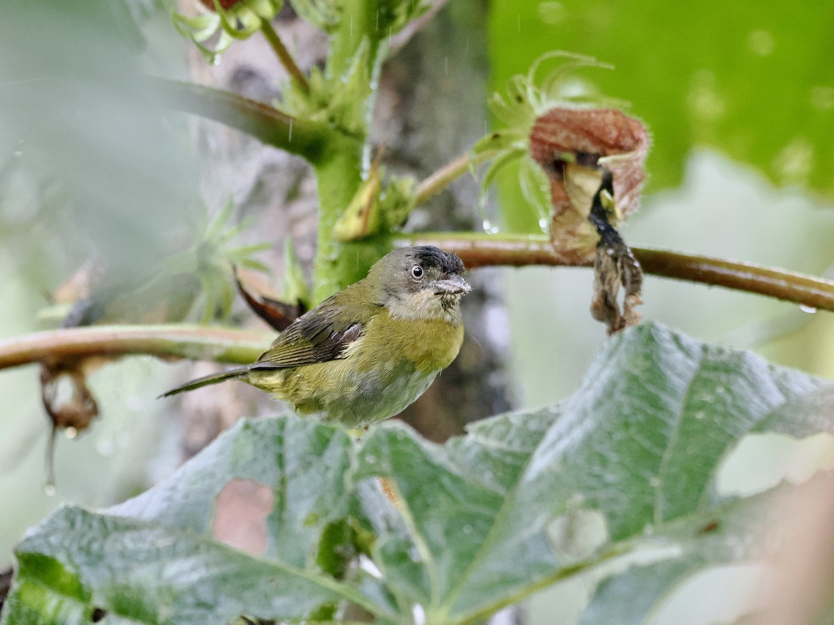 Common Chlorospingus (Northern Andes) - ML615741499