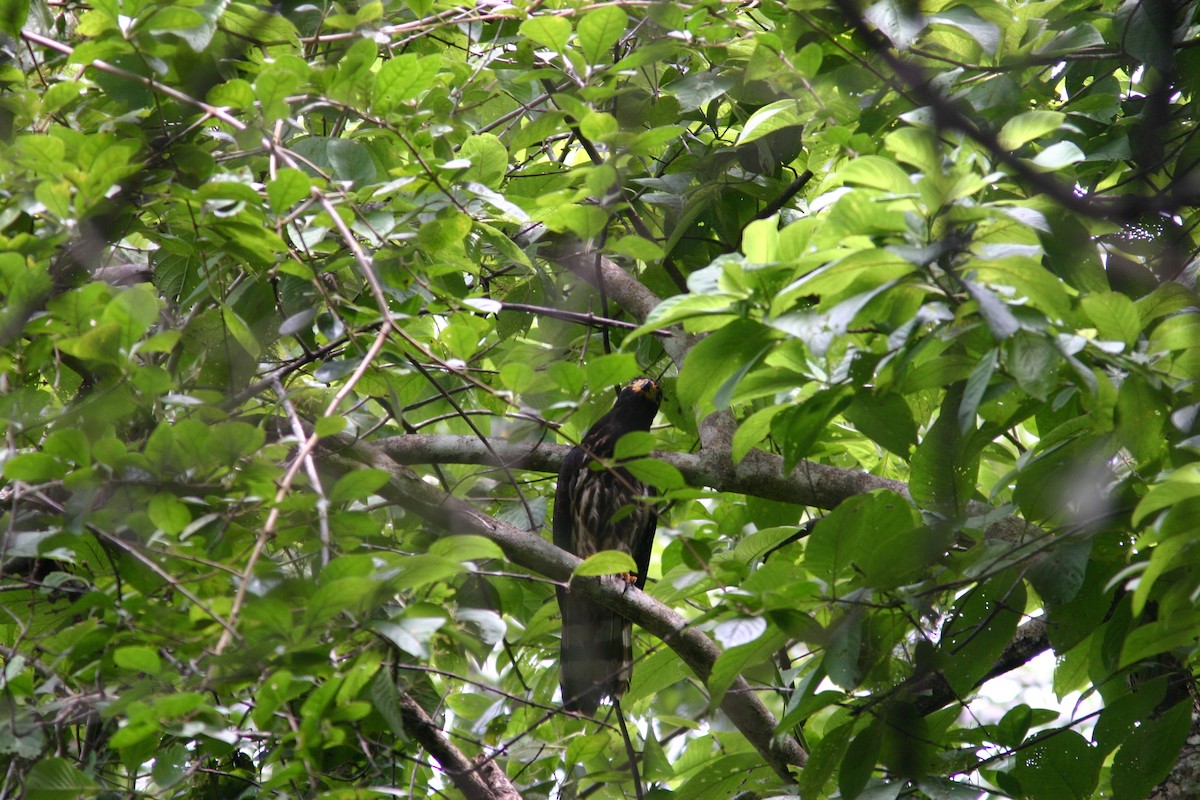 Gray-headed Kite - ML615741501