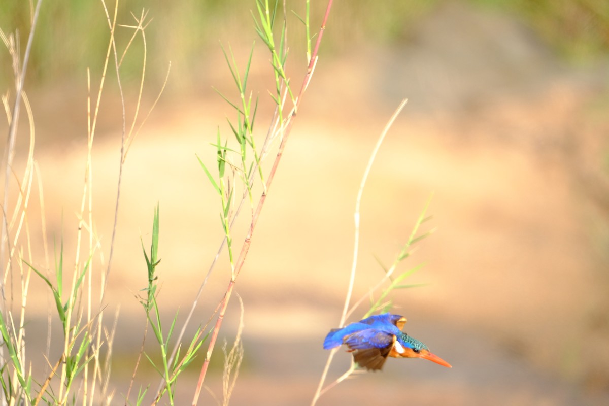 Malachite Kingfisher - ML615741506