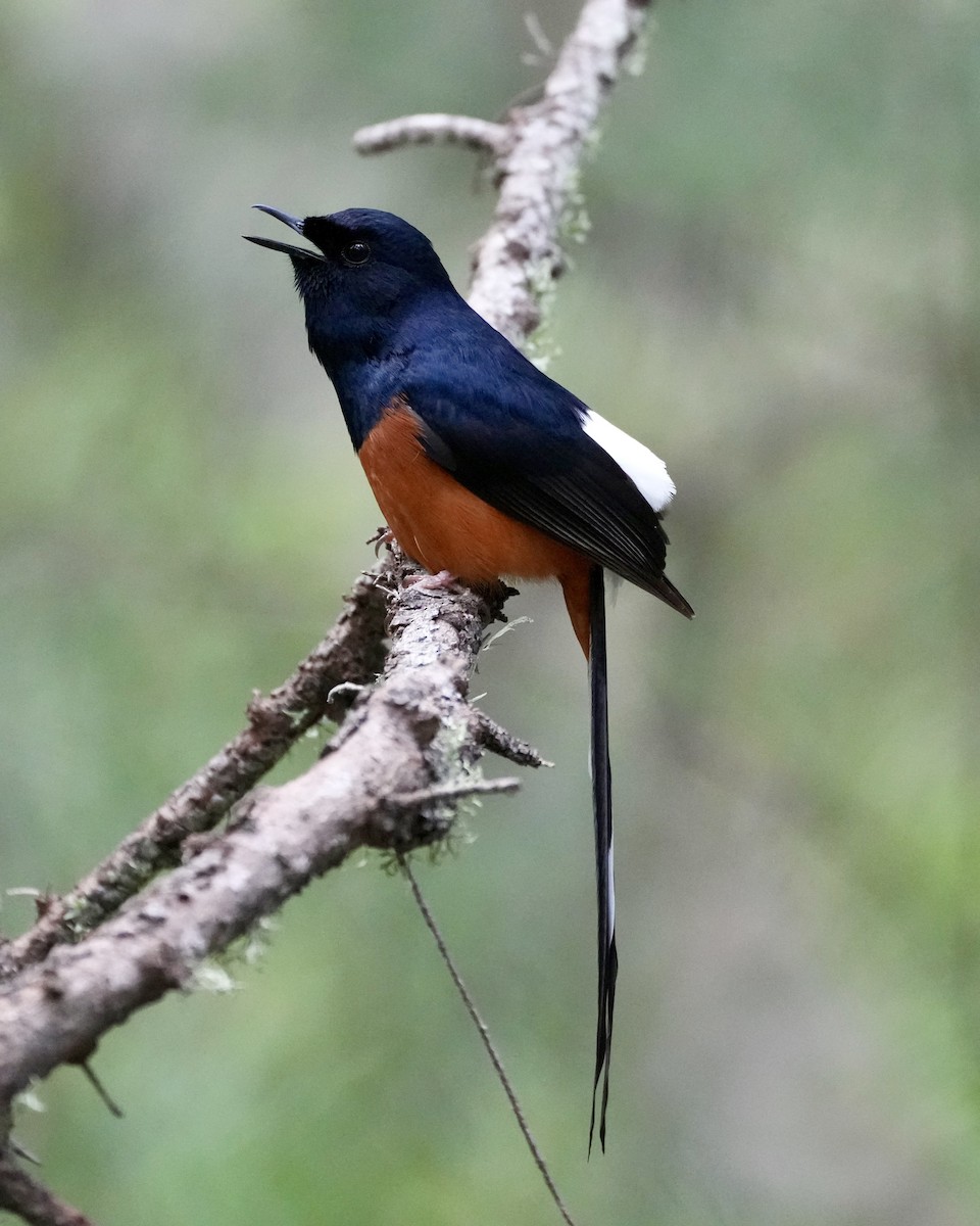 White-rumped Shama - Charlene Fan