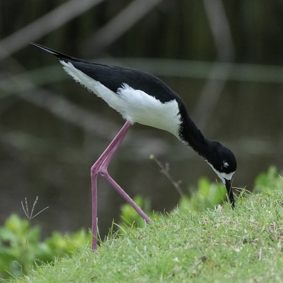 Black-necked Stilt - Charlene Fan