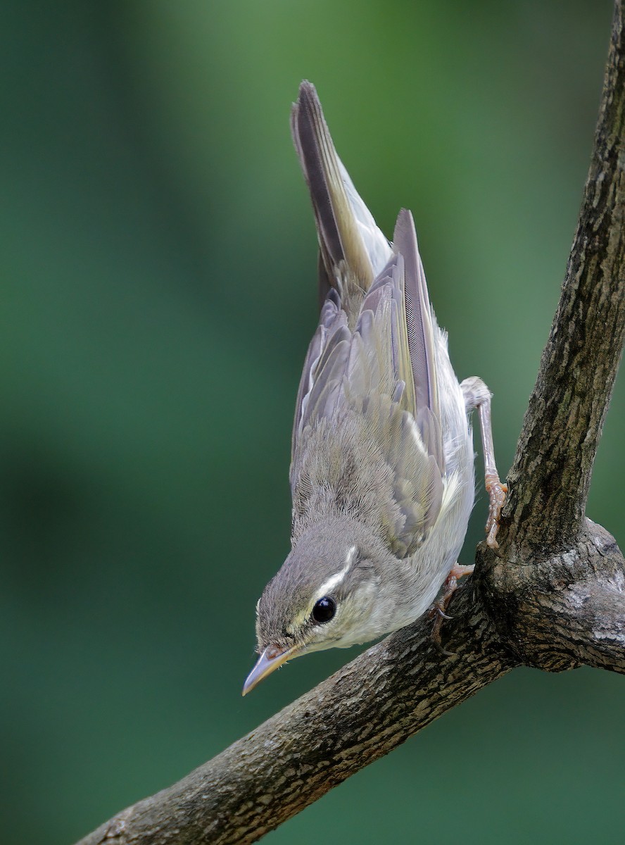 Arctic Warbler - sheau torng lim