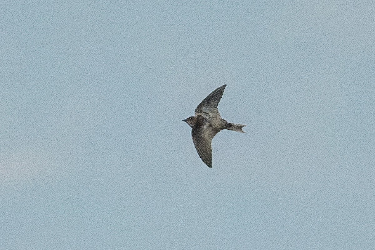 Golondrina Pechigrís - ML615741601