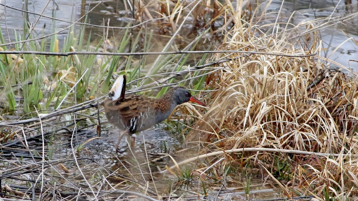 Water Rail - ML615741603