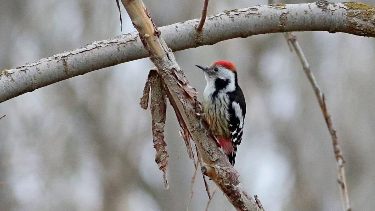 Middle Spotted Woodpecker - ML615741609