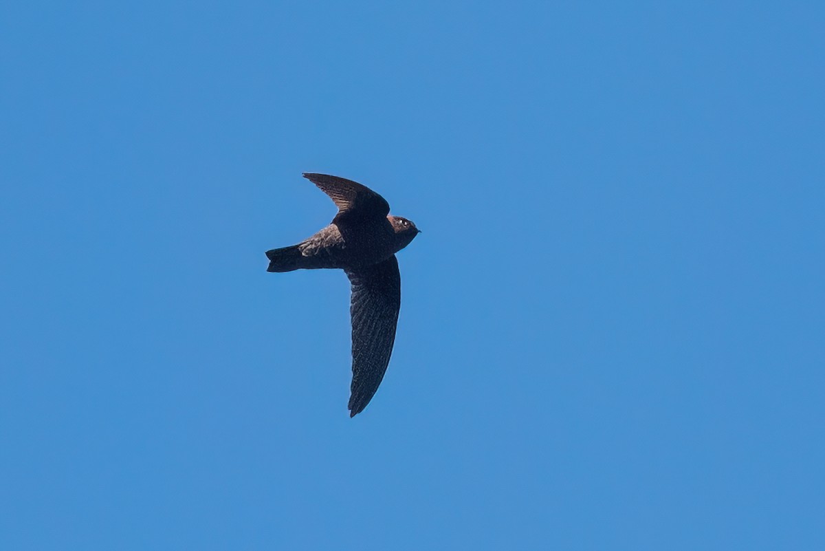 Chestnut-collared Swift - ML615741614