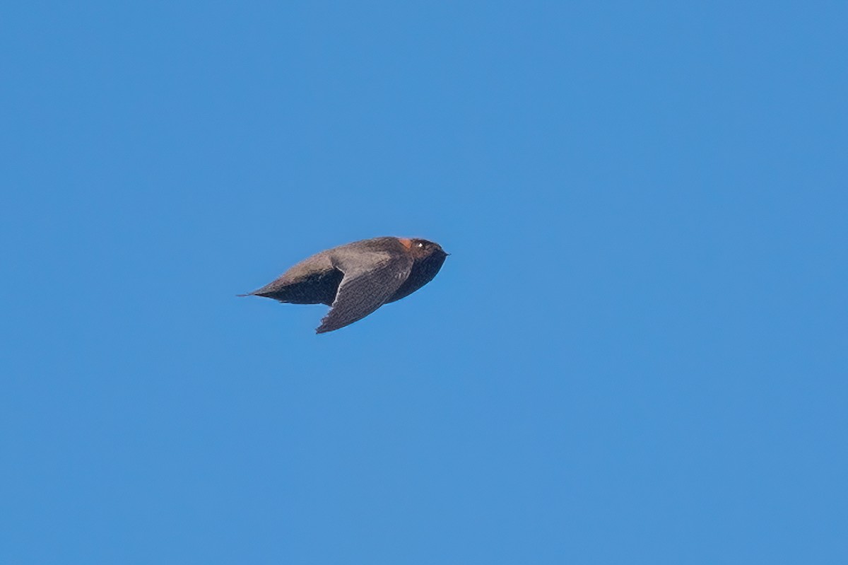 Chestnut-collared Swift - ML615741622