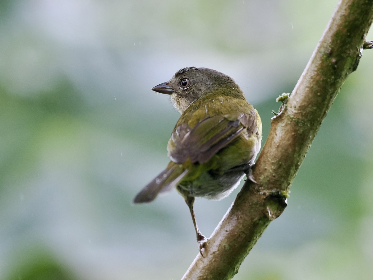 Clorospingo Común (grupo flavopectus) - ML615741625