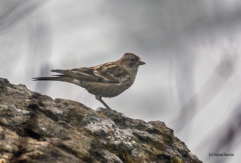 Plain Mountain Finch - ML615741643