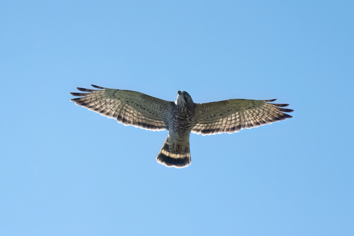 Broad-winged Hawk - ML615741659