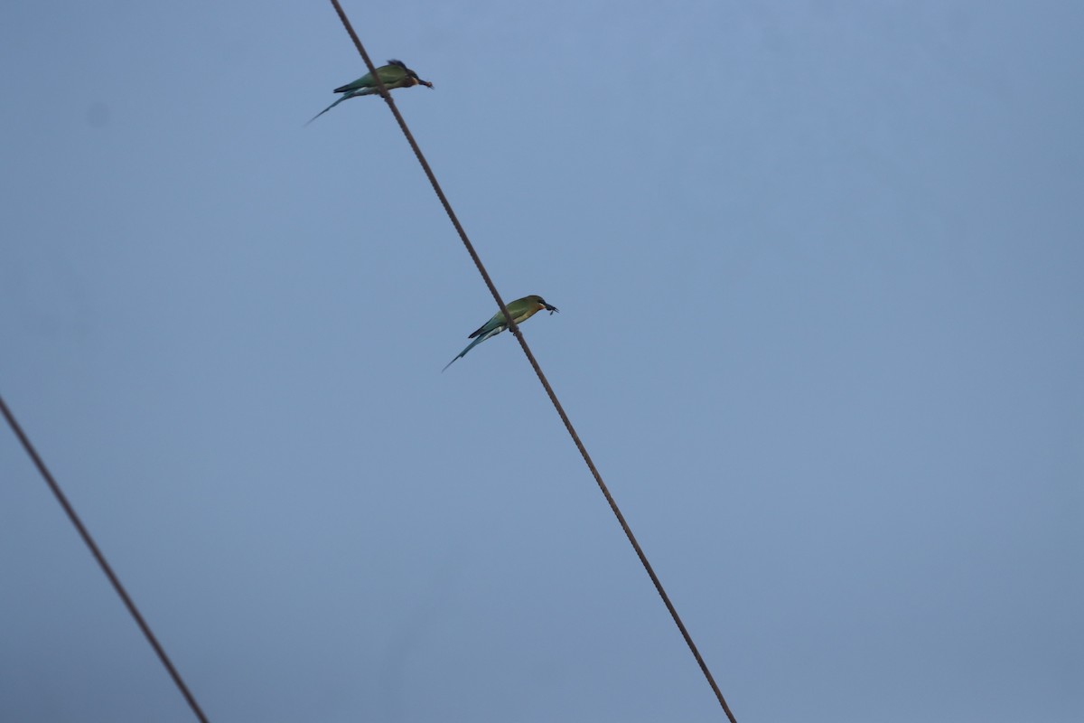 Blue-tailed Bee-eater - ML615741664