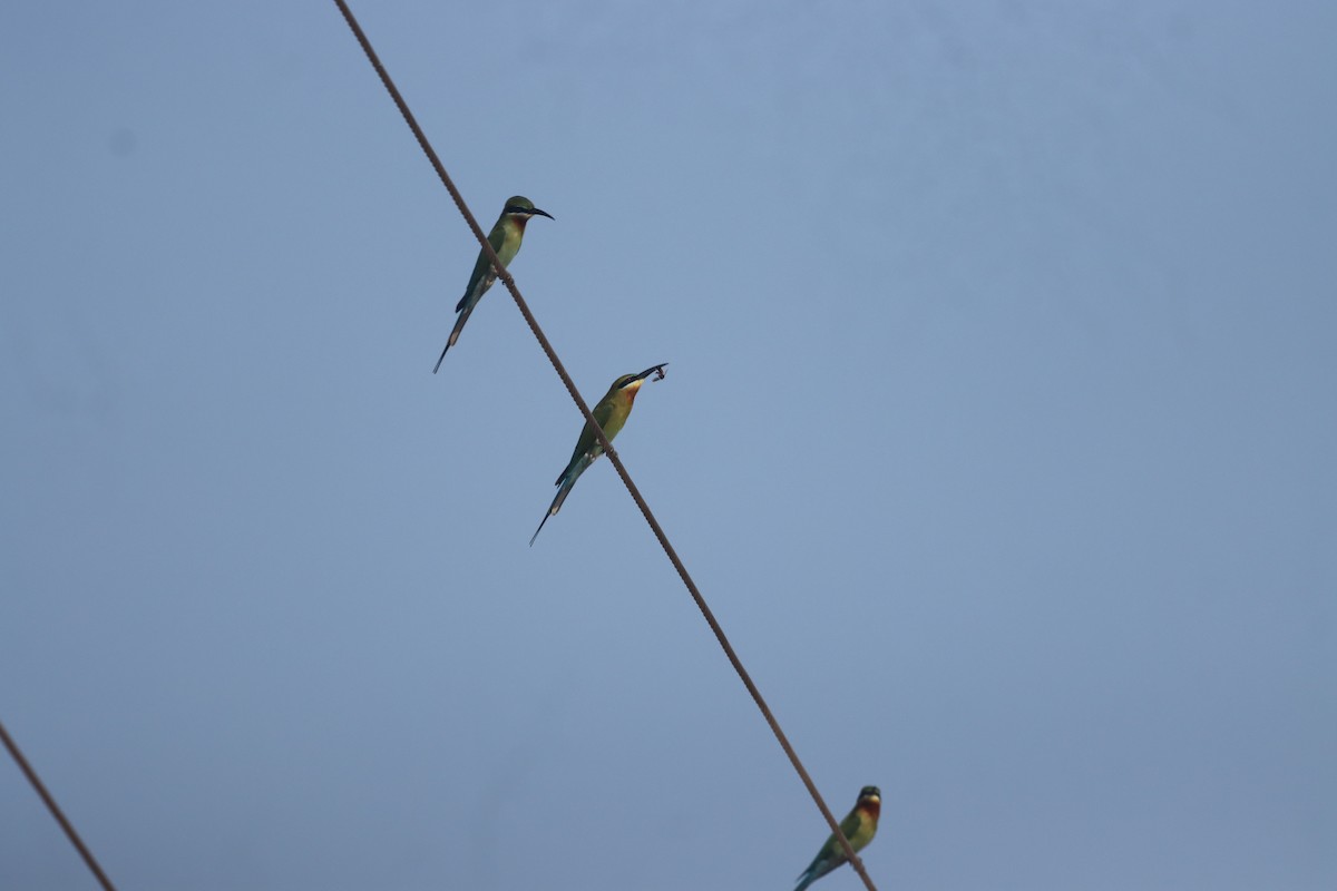 Blue-tailed Bee-eater - ML615741665