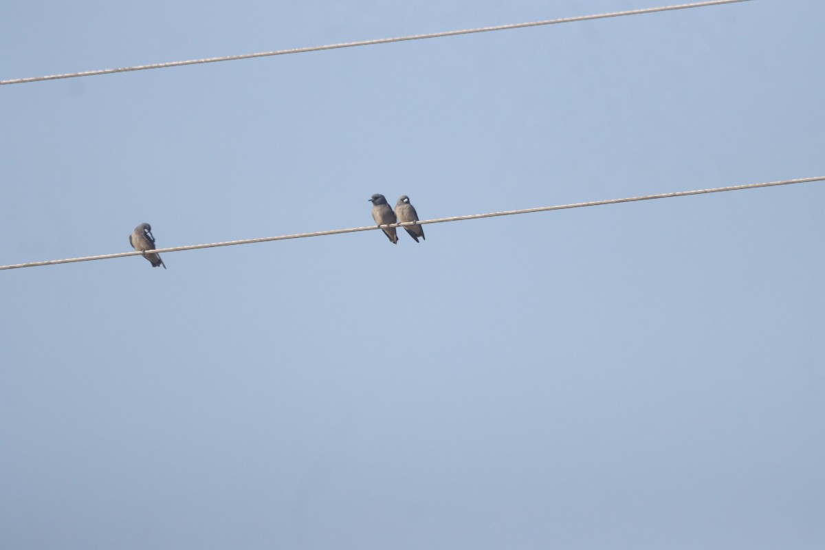 Ashy Woodswallow - ML615741668