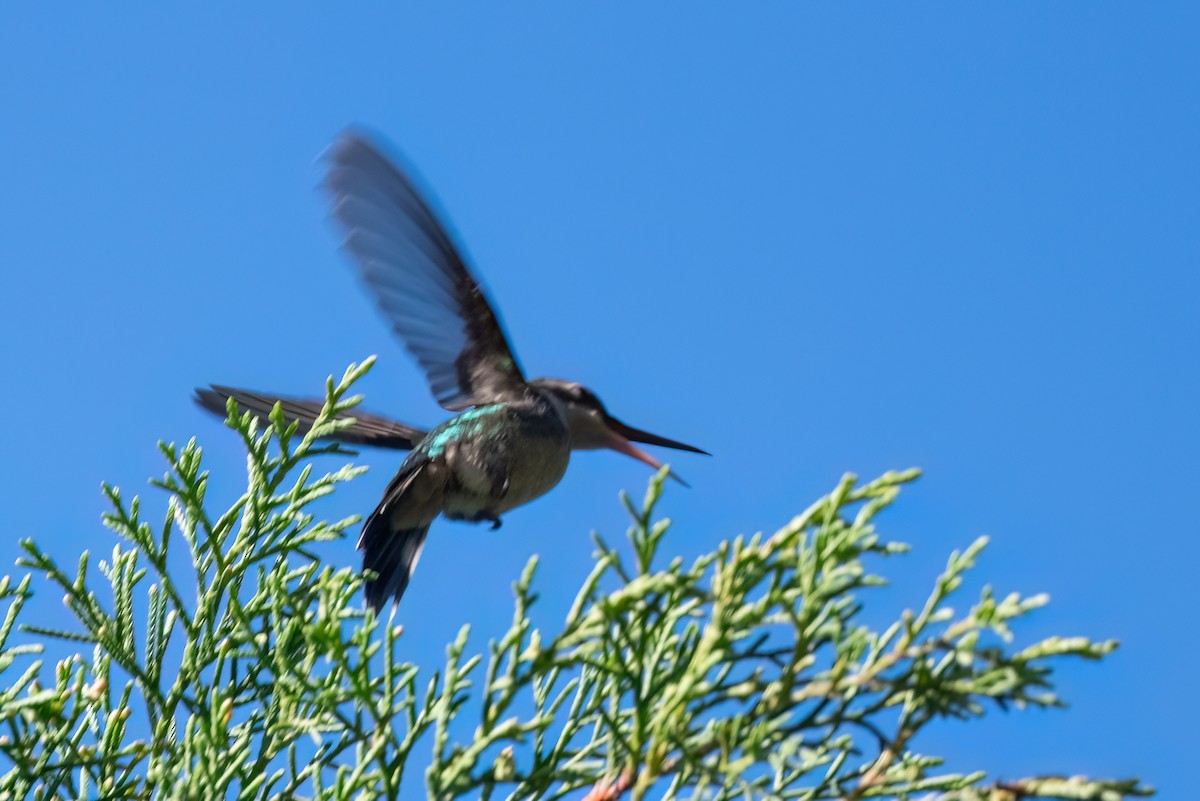 Canivet's Emerald - ML615741671