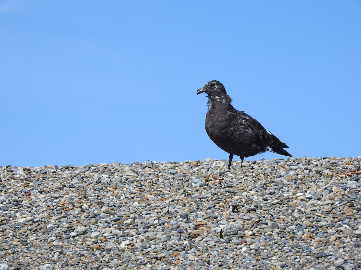 Brown Skua - ML615741678