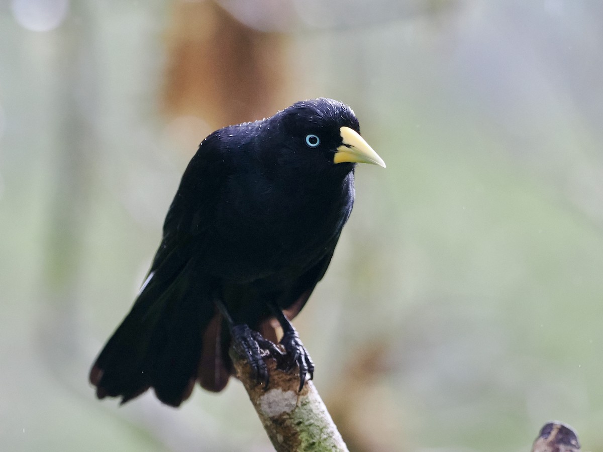 Scarlet-rumped Cacique (Subtropical) - Gabriel Willow