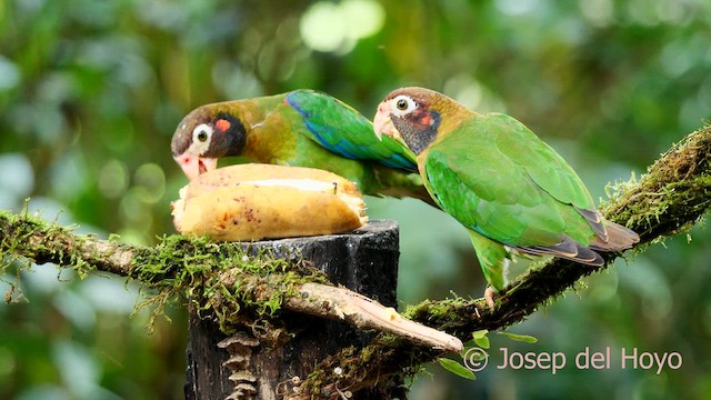 Brown-hooded Parrot - ML615741717